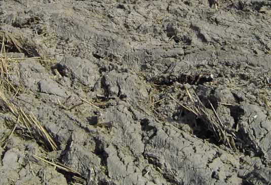 Vergleich: Bodenbeschaffenheit ohne und mit »bio-algeen«