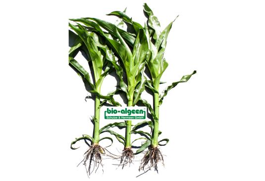 Mais ohne und mit »bio-algeen«